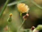 Erigeron sumatrensis