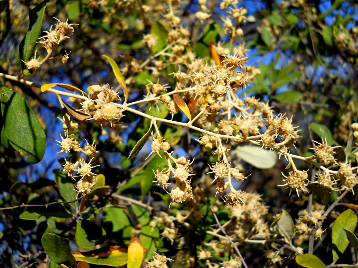 Tarchonanthus camphoratus