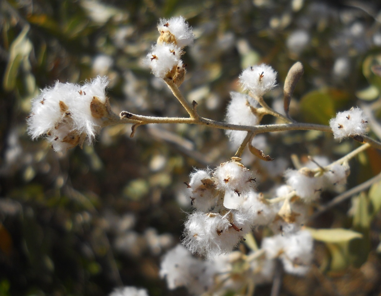 Tarchonanthus camphoratus