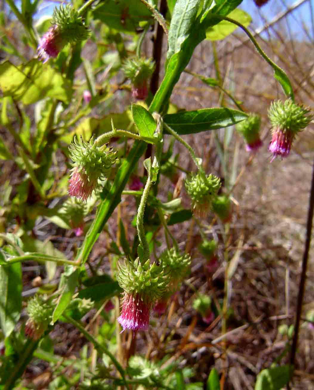 Laggera crispata
