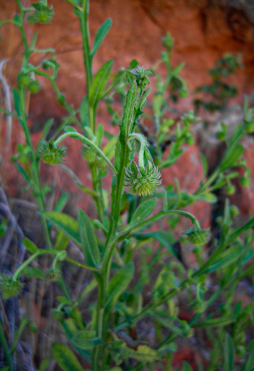 Laggera crispata