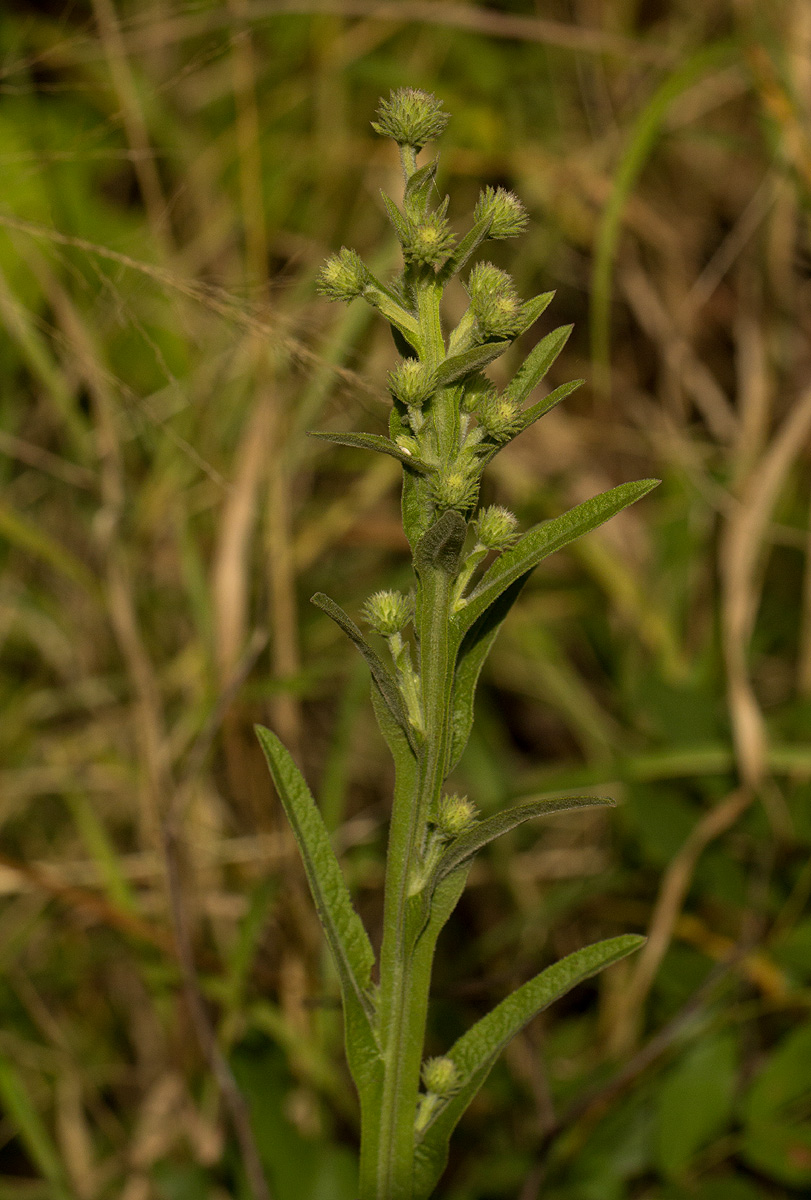 Laggera crispata