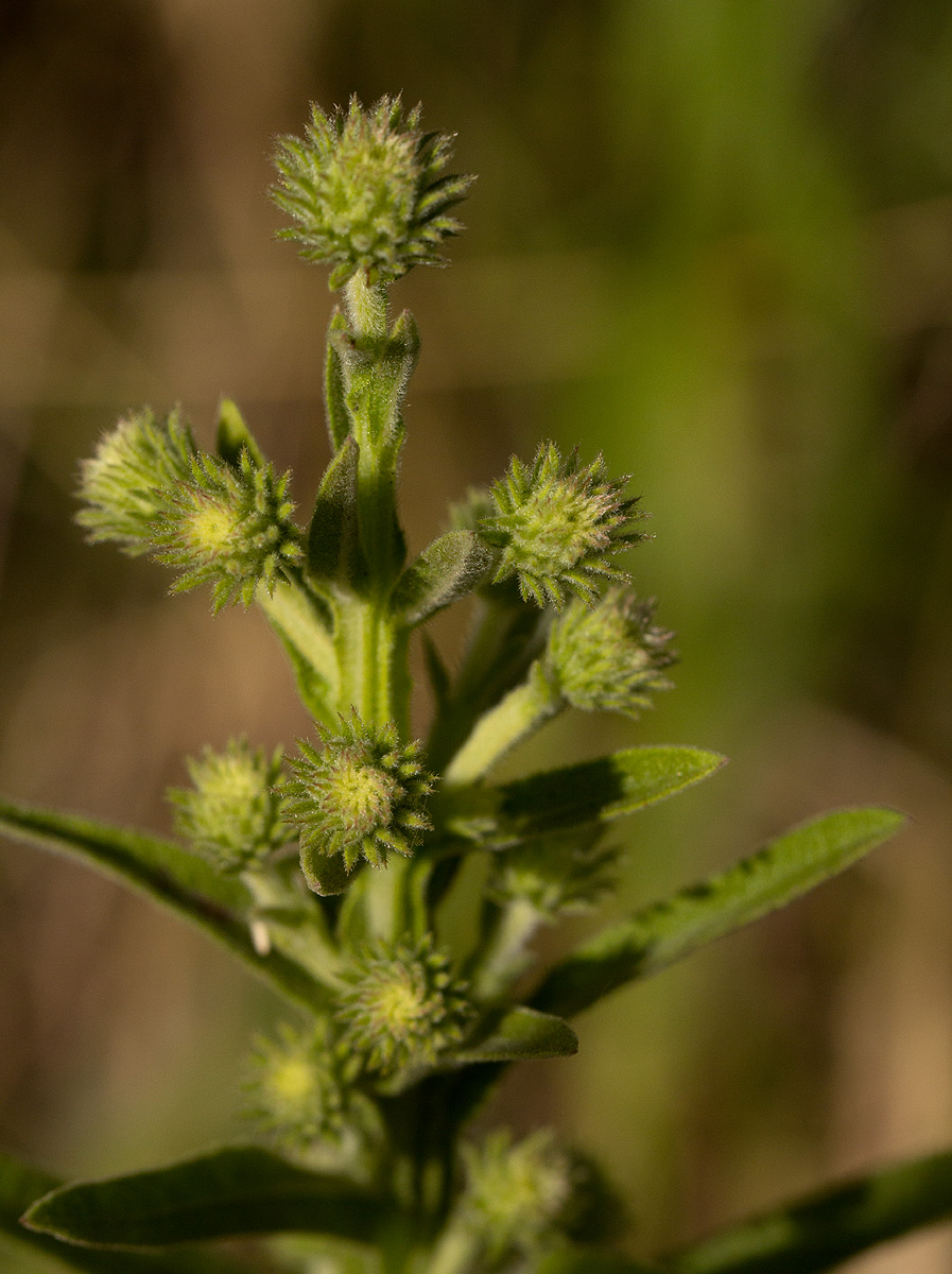 Laggera crispata