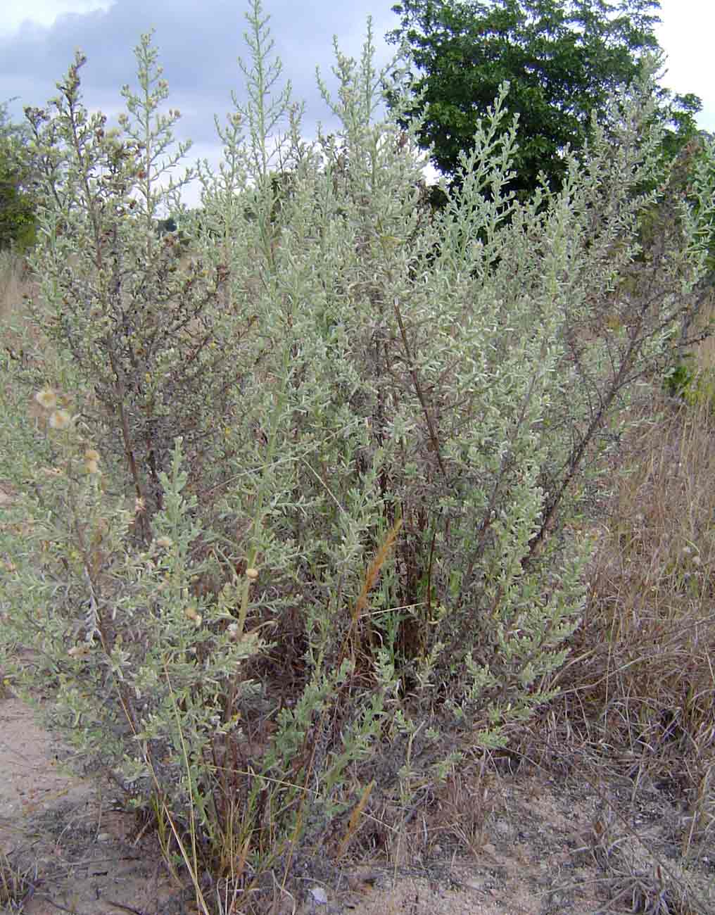 Laggera decurrens