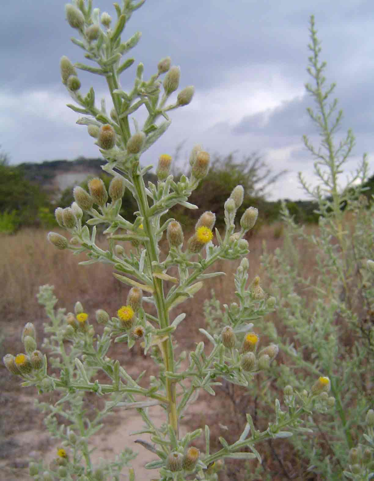 Laggera decurrens