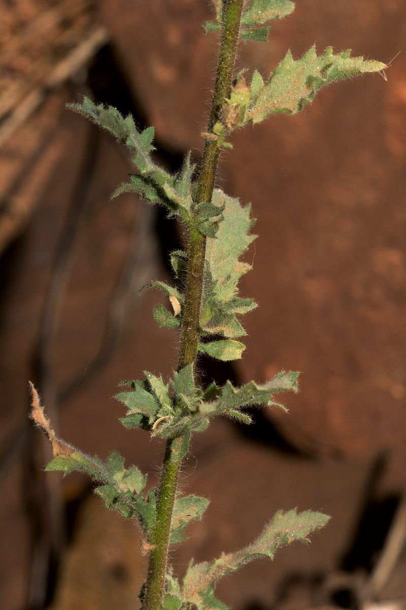 Pseudoconyza viscosa