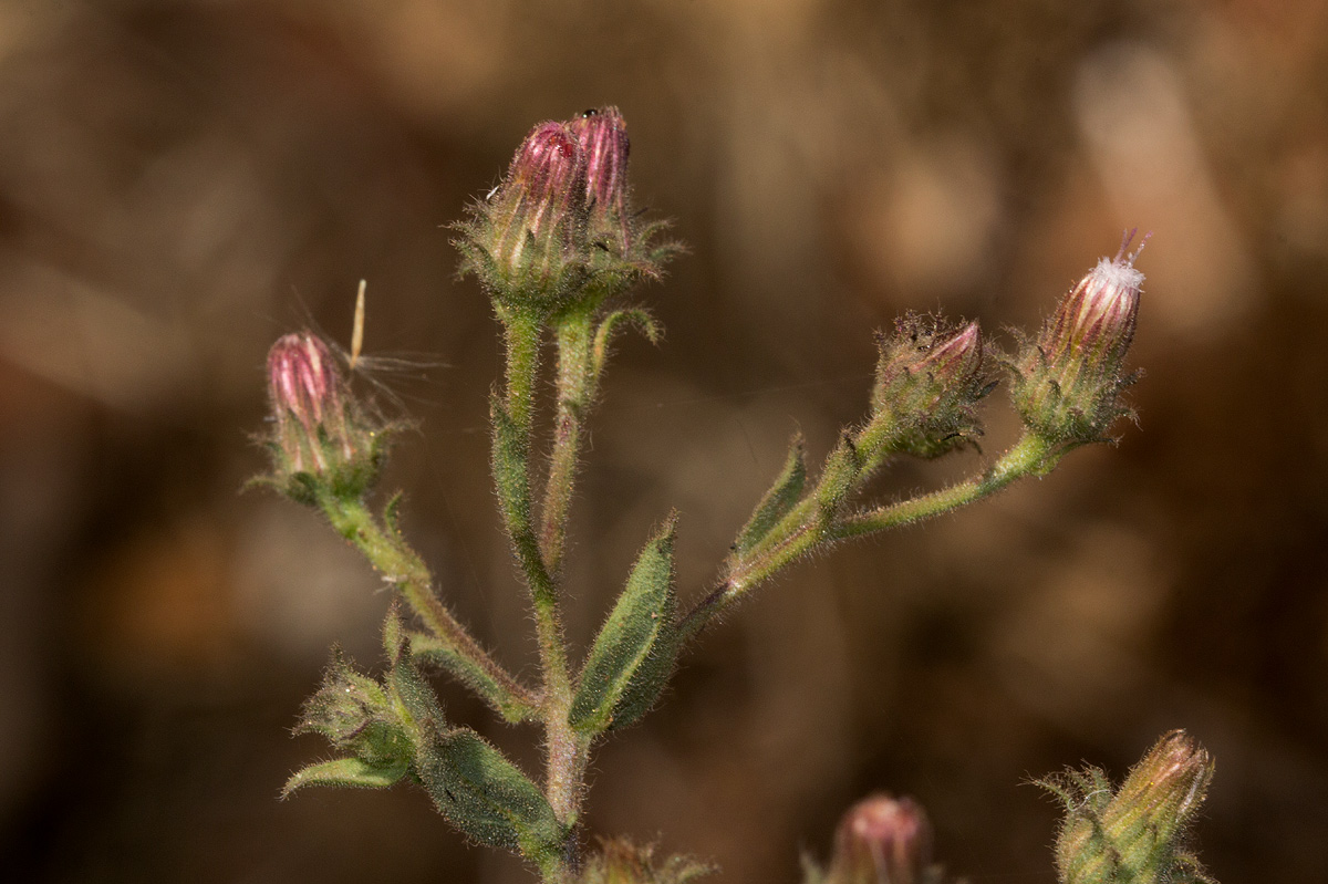 Pseudoconyza viscosa
