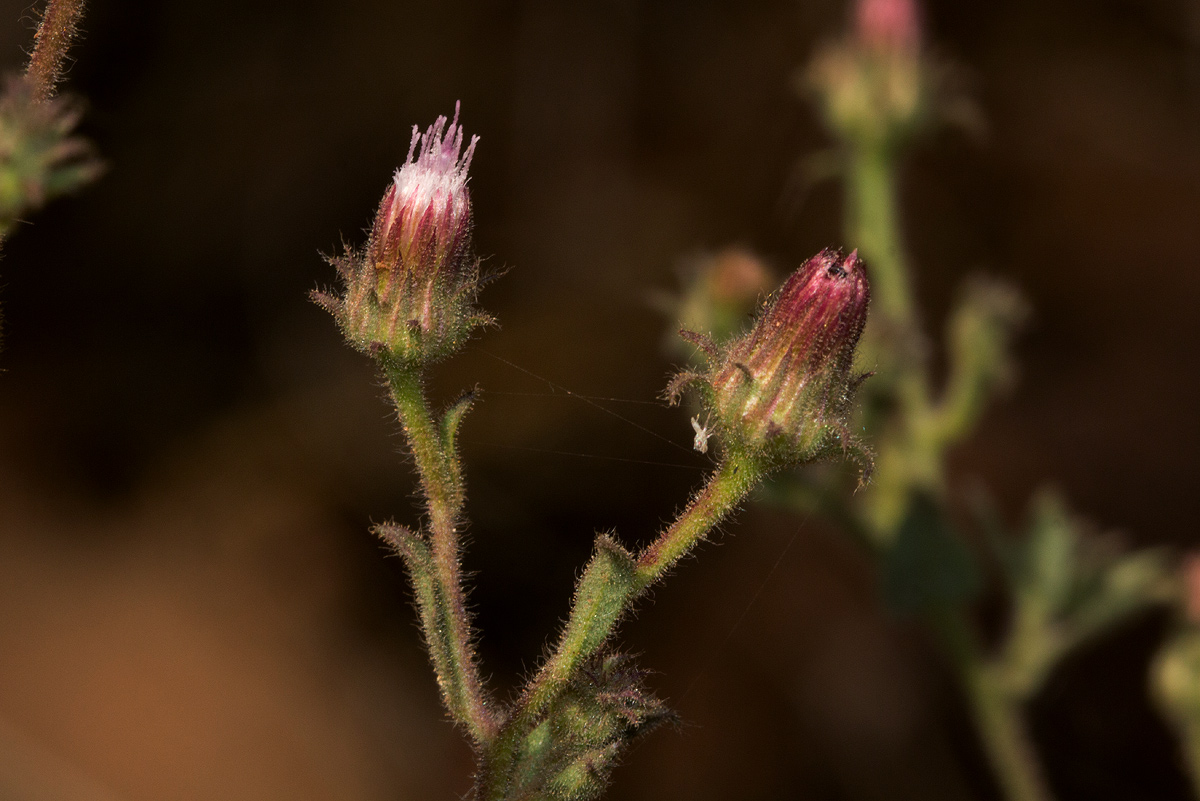 Pseudoconyza viscosa