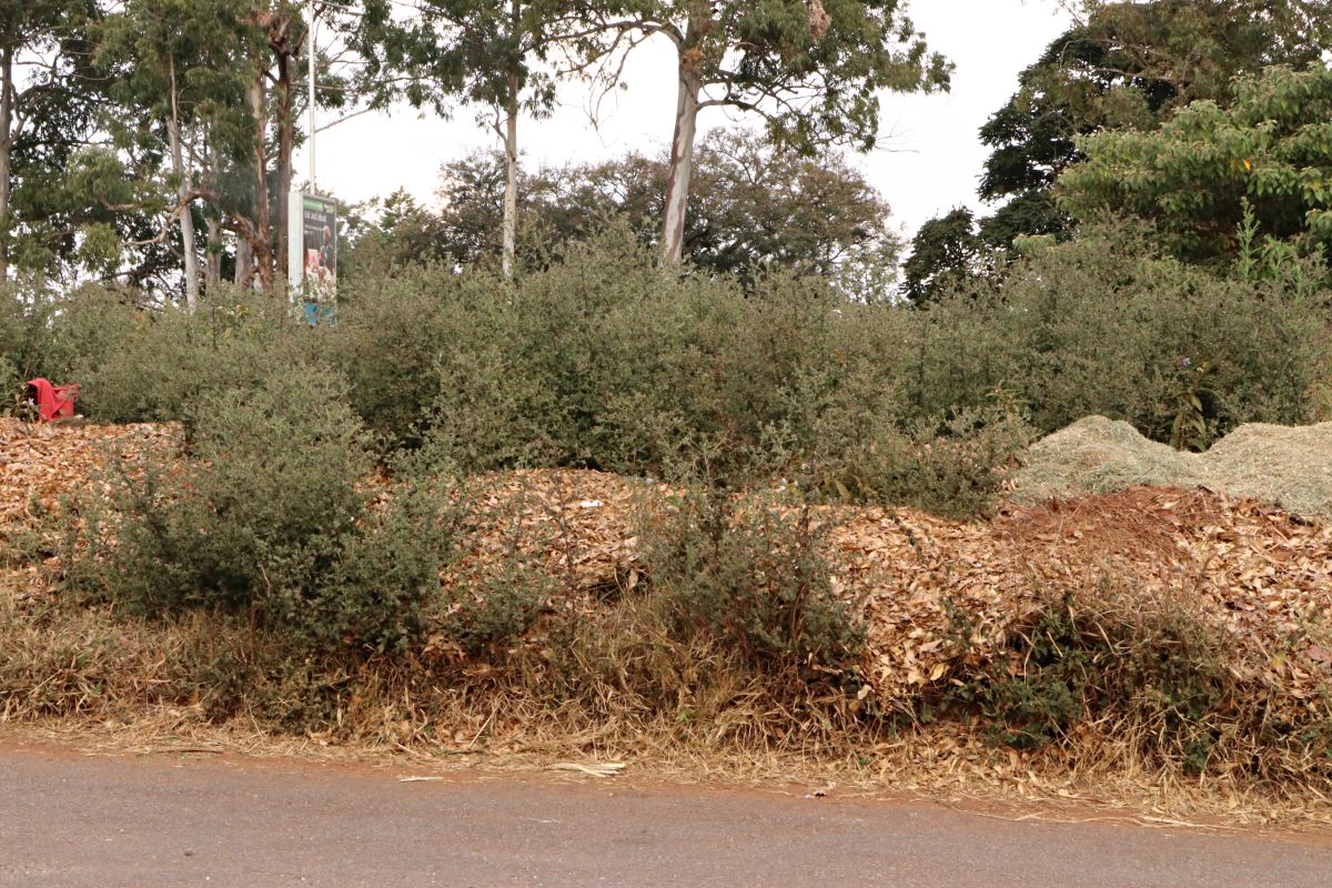 Pseudoconyza viscosa