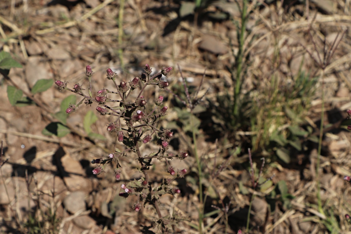 Pseudoconyza viscosa
