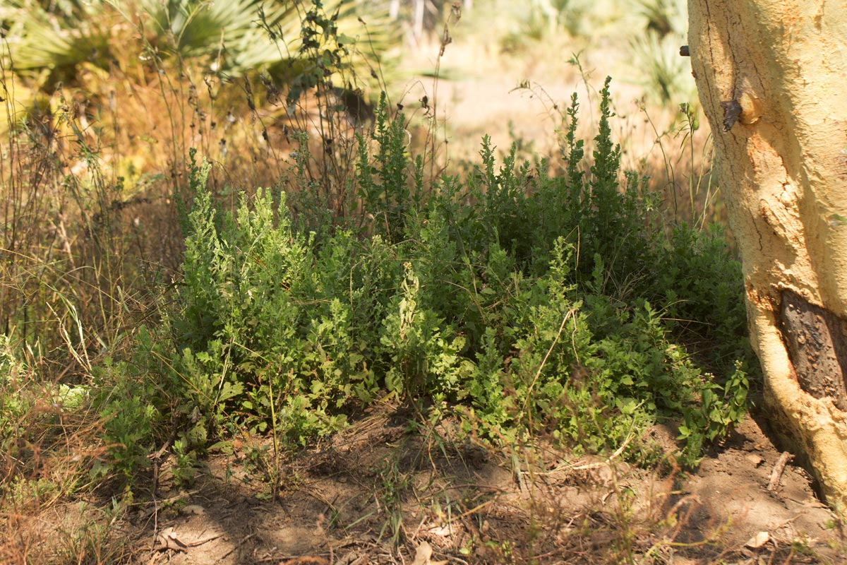 Pseudoconyza viscosa