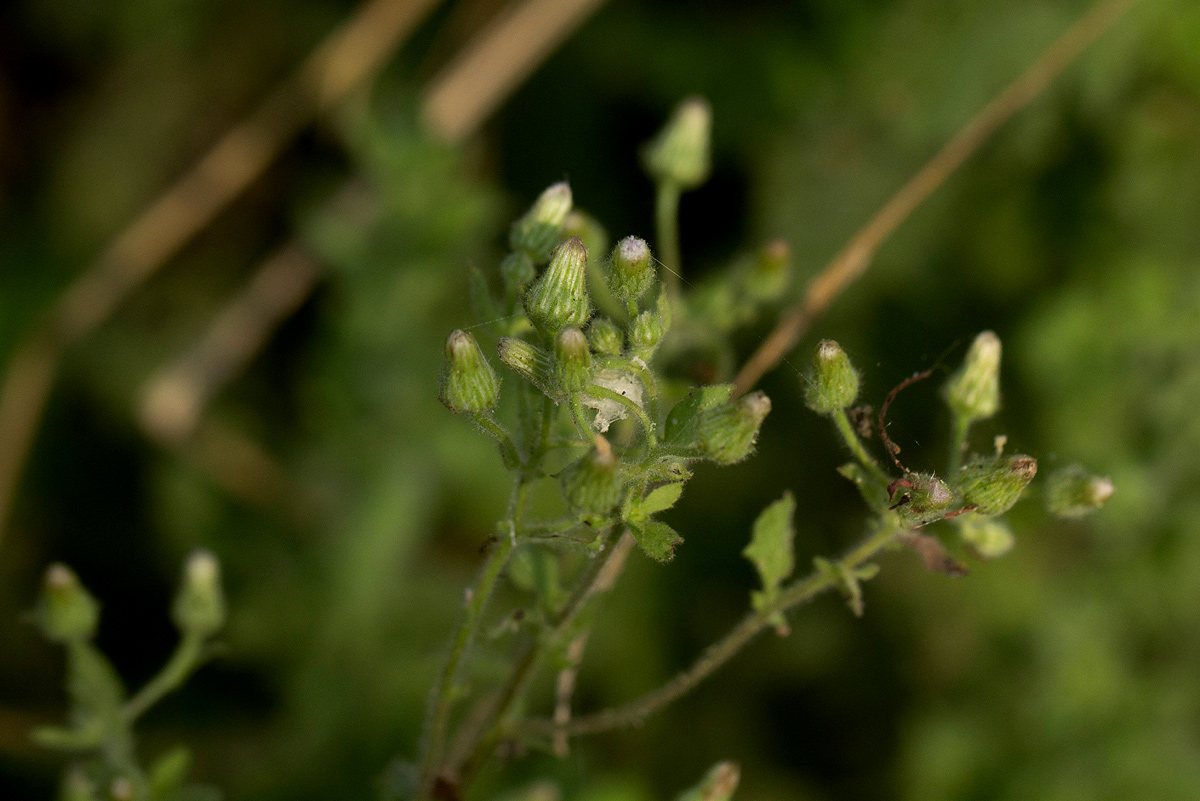 Pseudoconyza viscosa