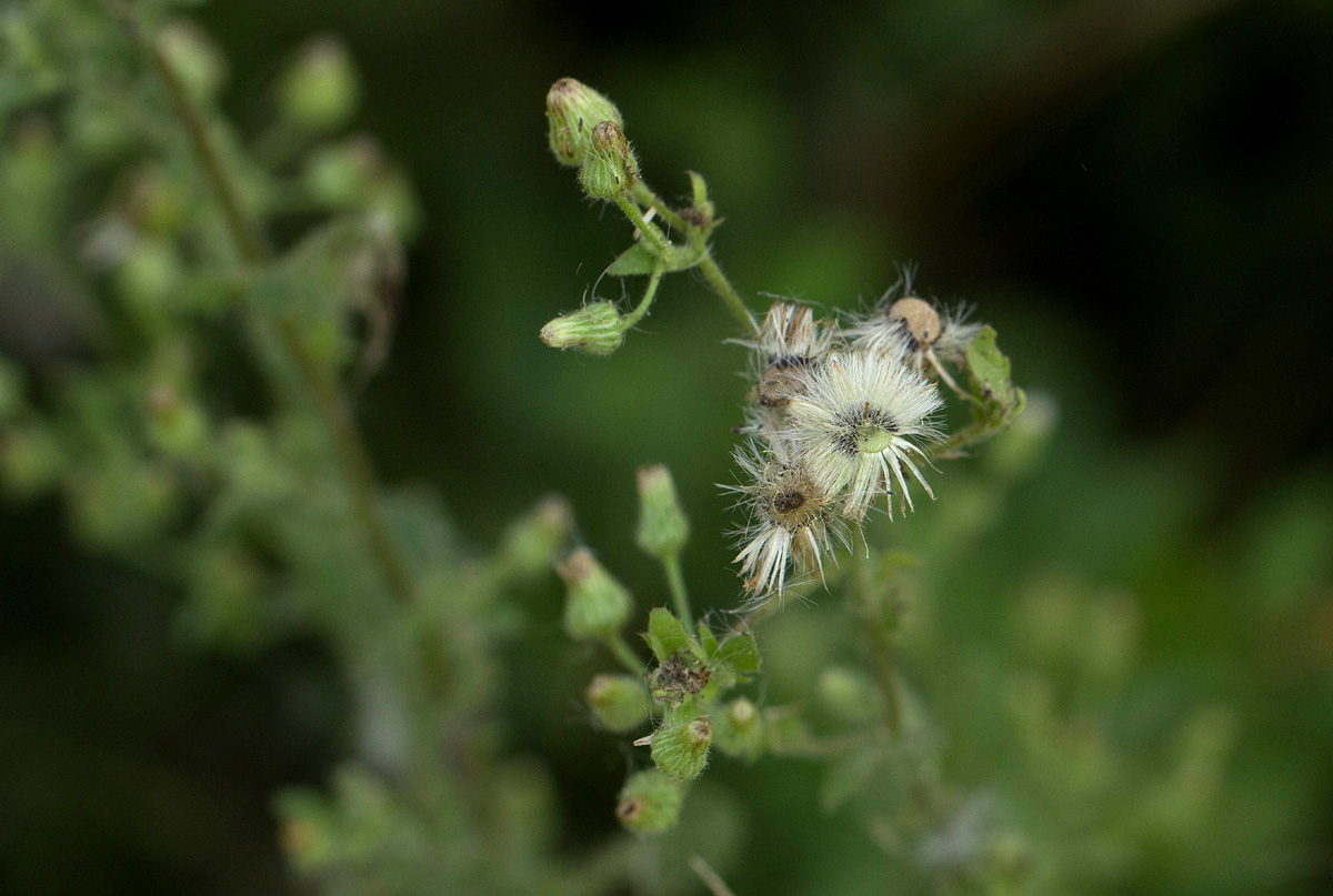 Pseudoconyza viscosa