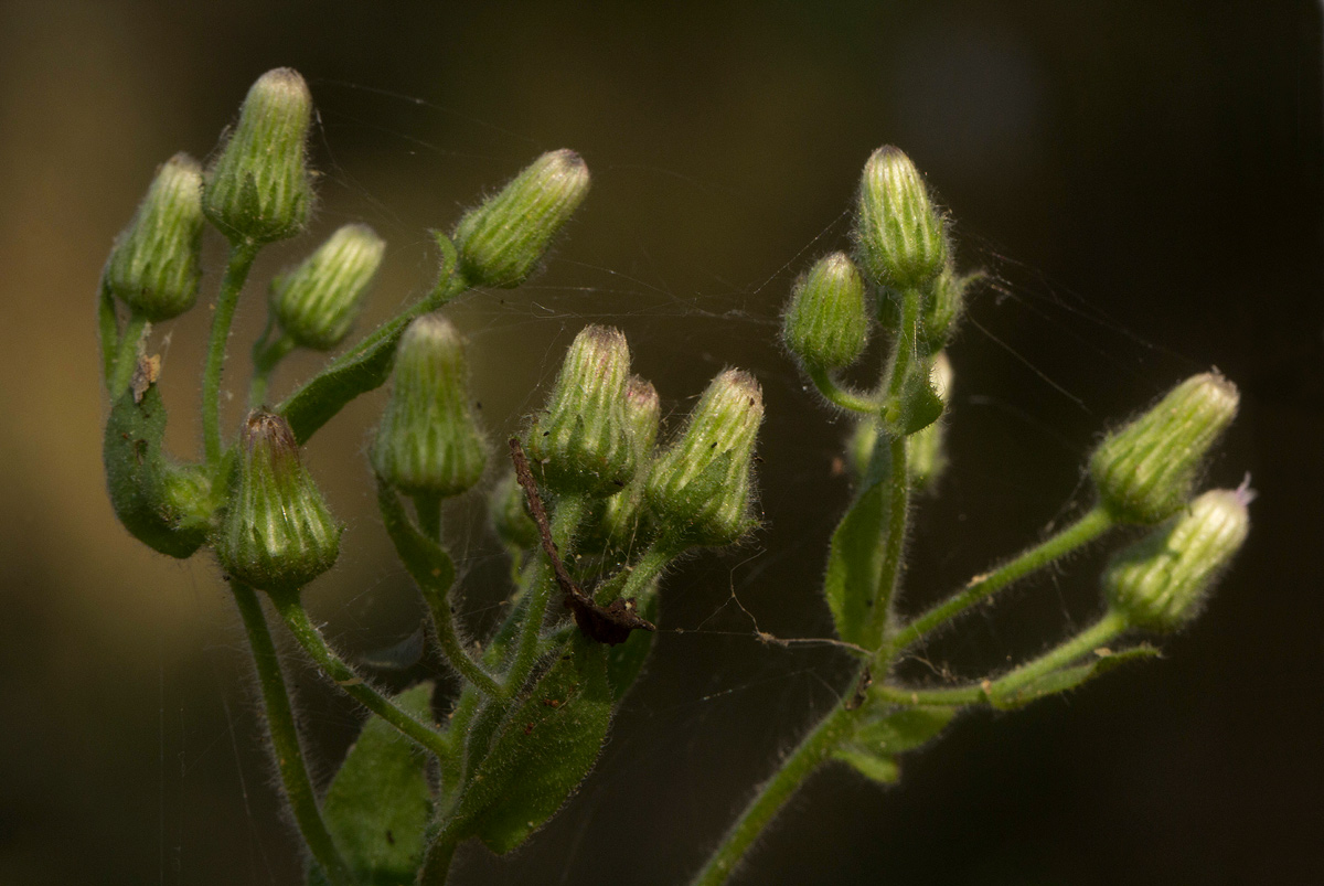 Pseudoconyza viscosa