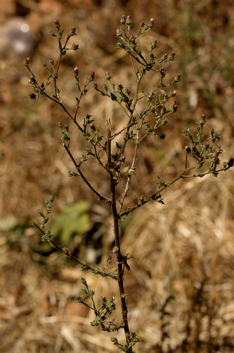Pseudoconyza viscosa