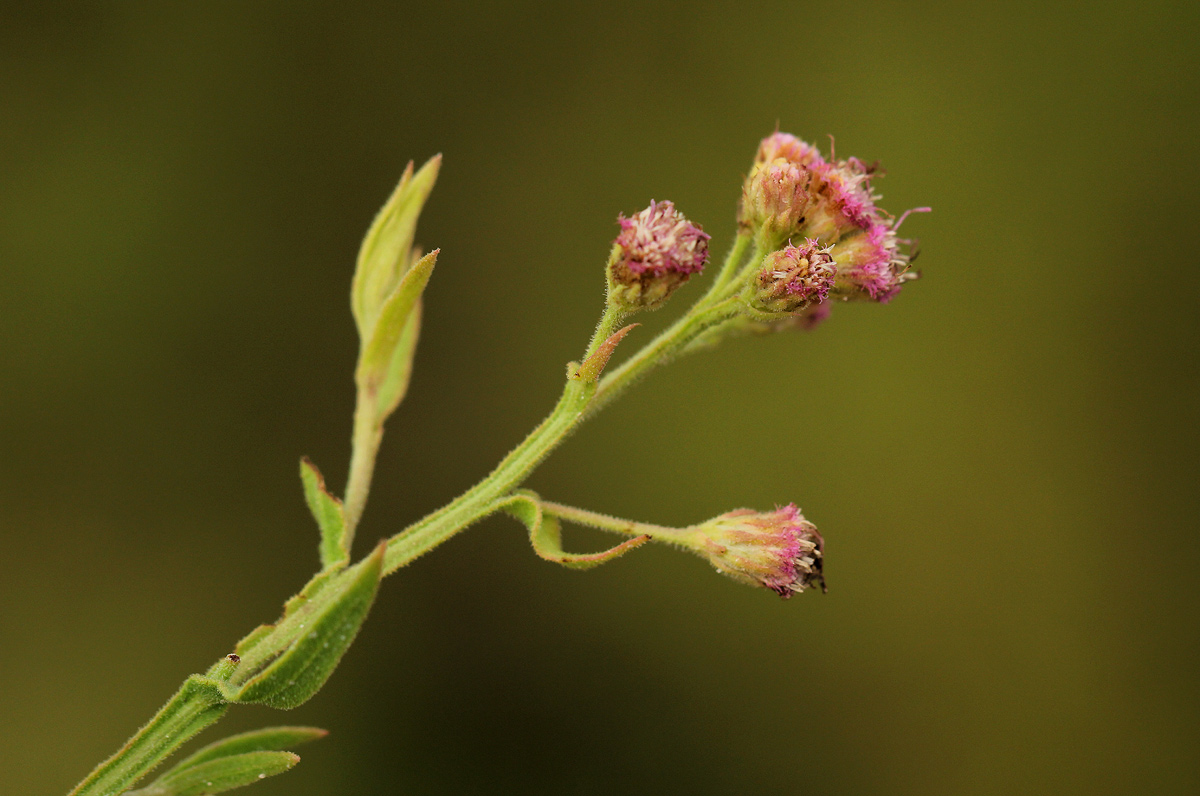 Litogyne gariepina