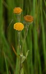 Pulicaria scabra