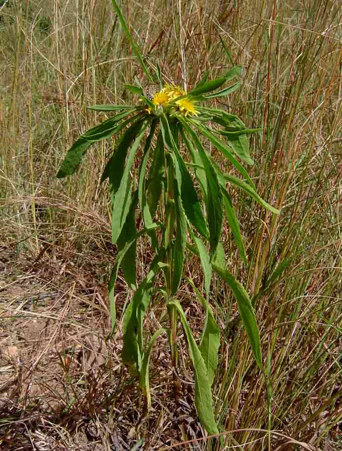 Geigeria schinzii subsp. rhodesiana