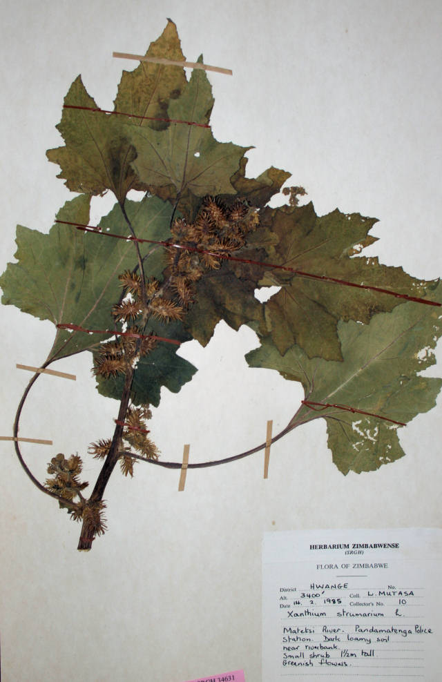 Xanthium strumarium