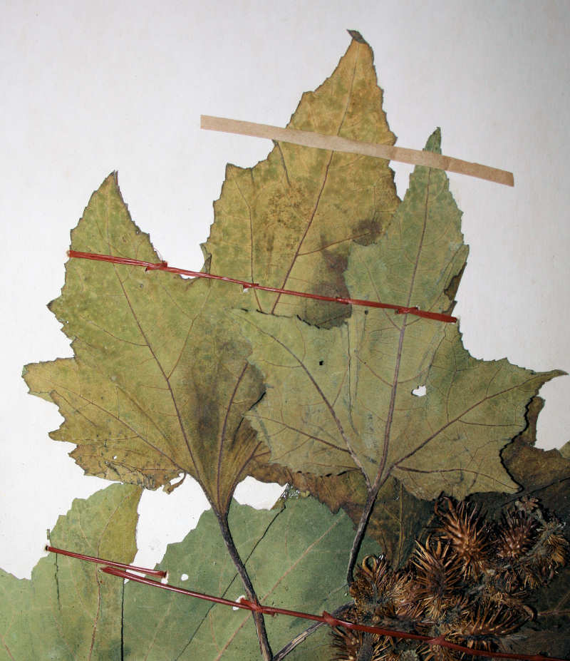 Xanthium strumarium