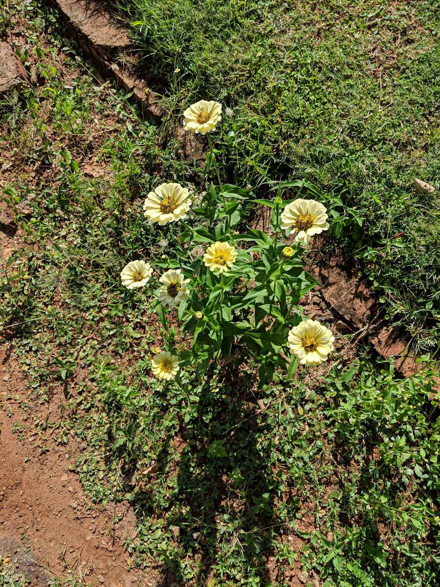 Zinnia peruviana