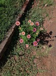 Zinnia peruviana