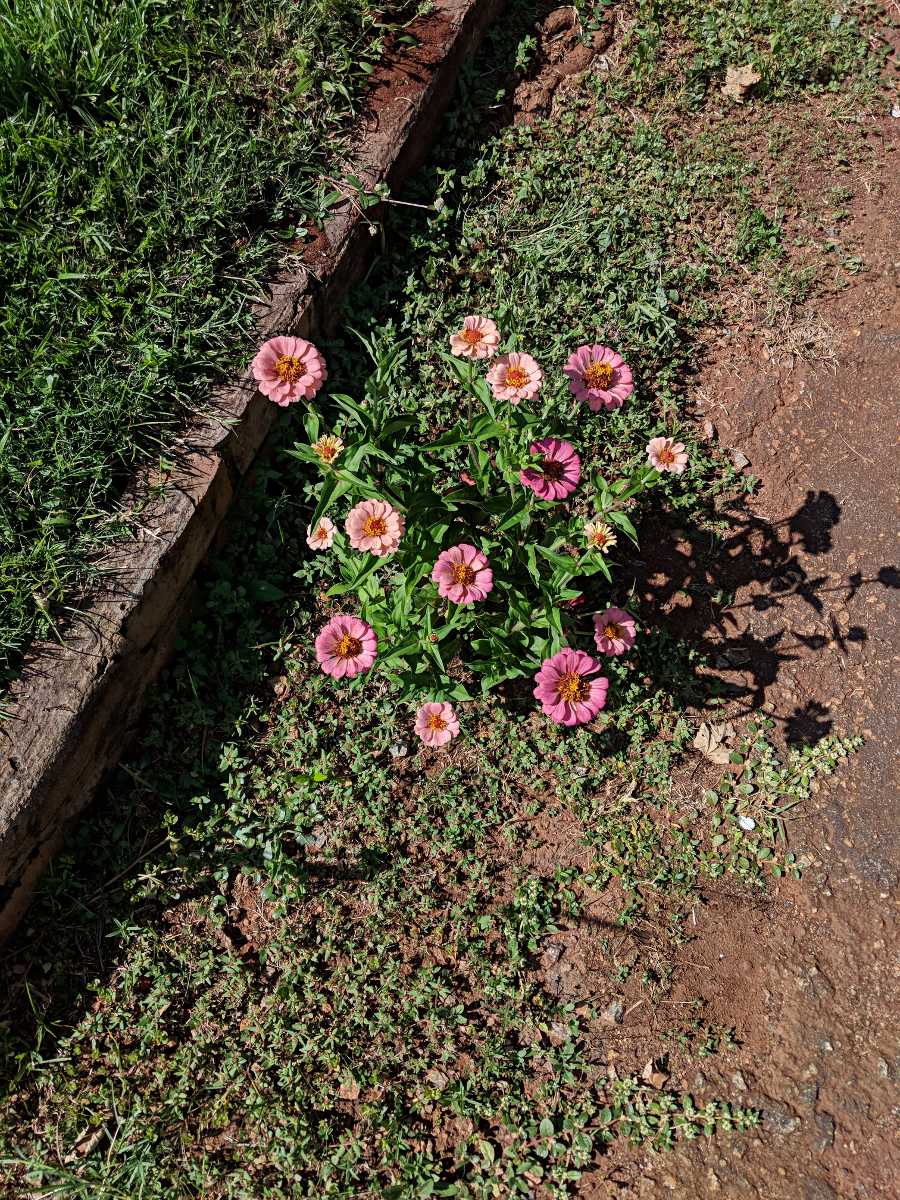 Zinnia peruviana