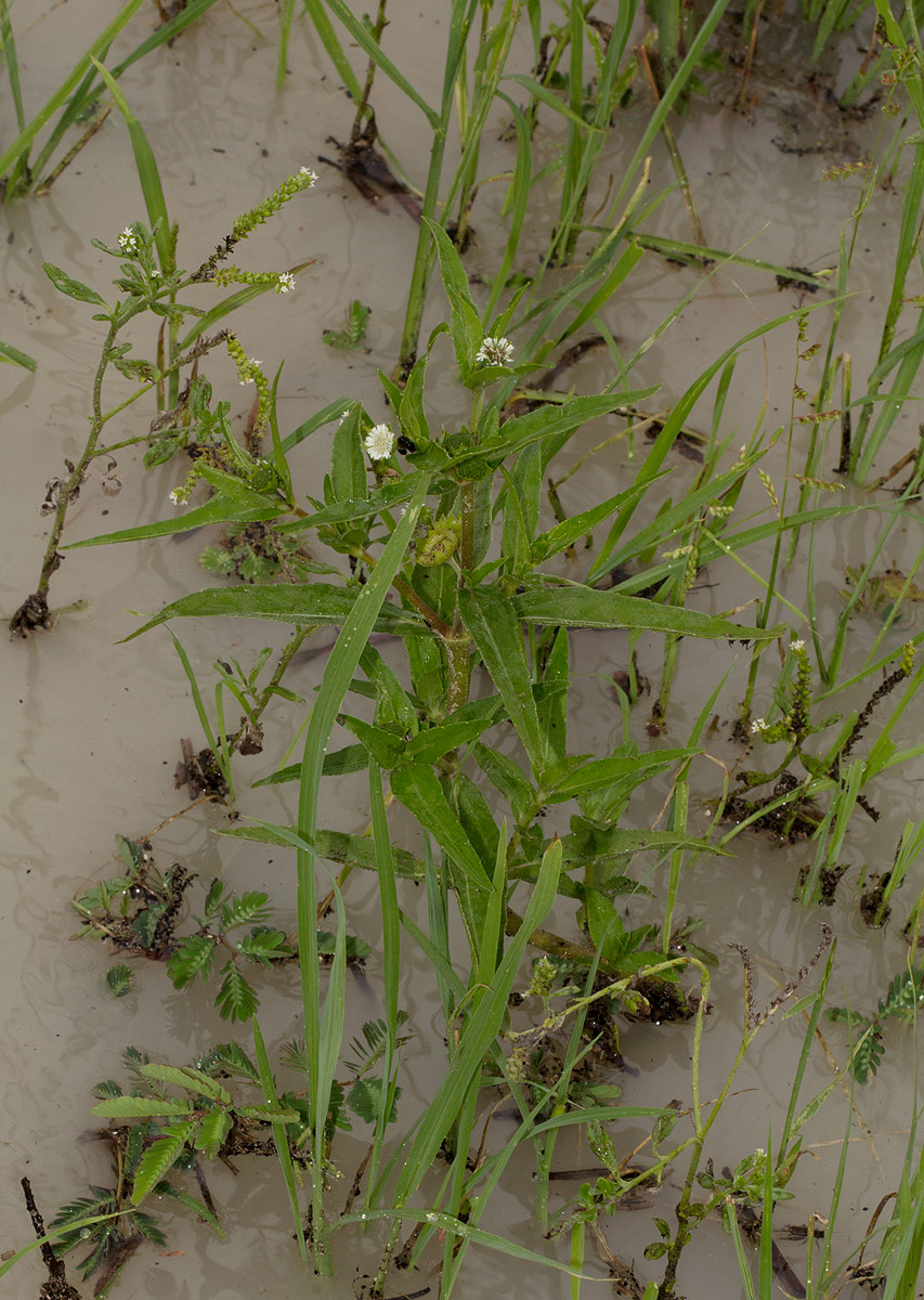 Eclipta prostrata