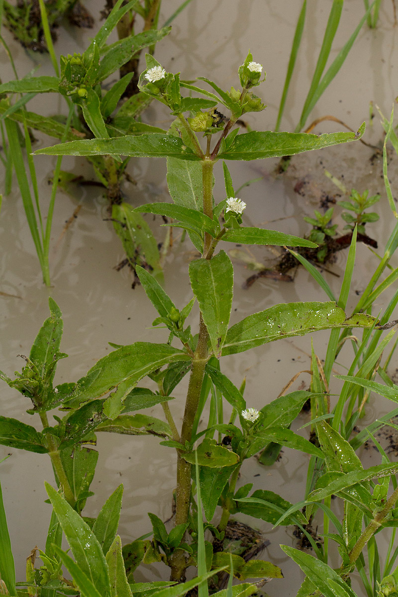Eclipta prostrata