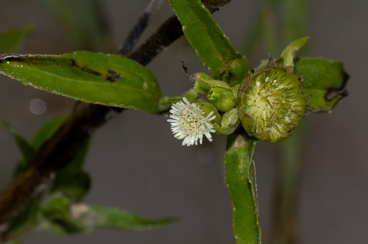 Eclipta prostrata