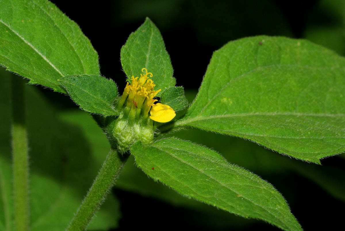 Sclerocarpus africanus