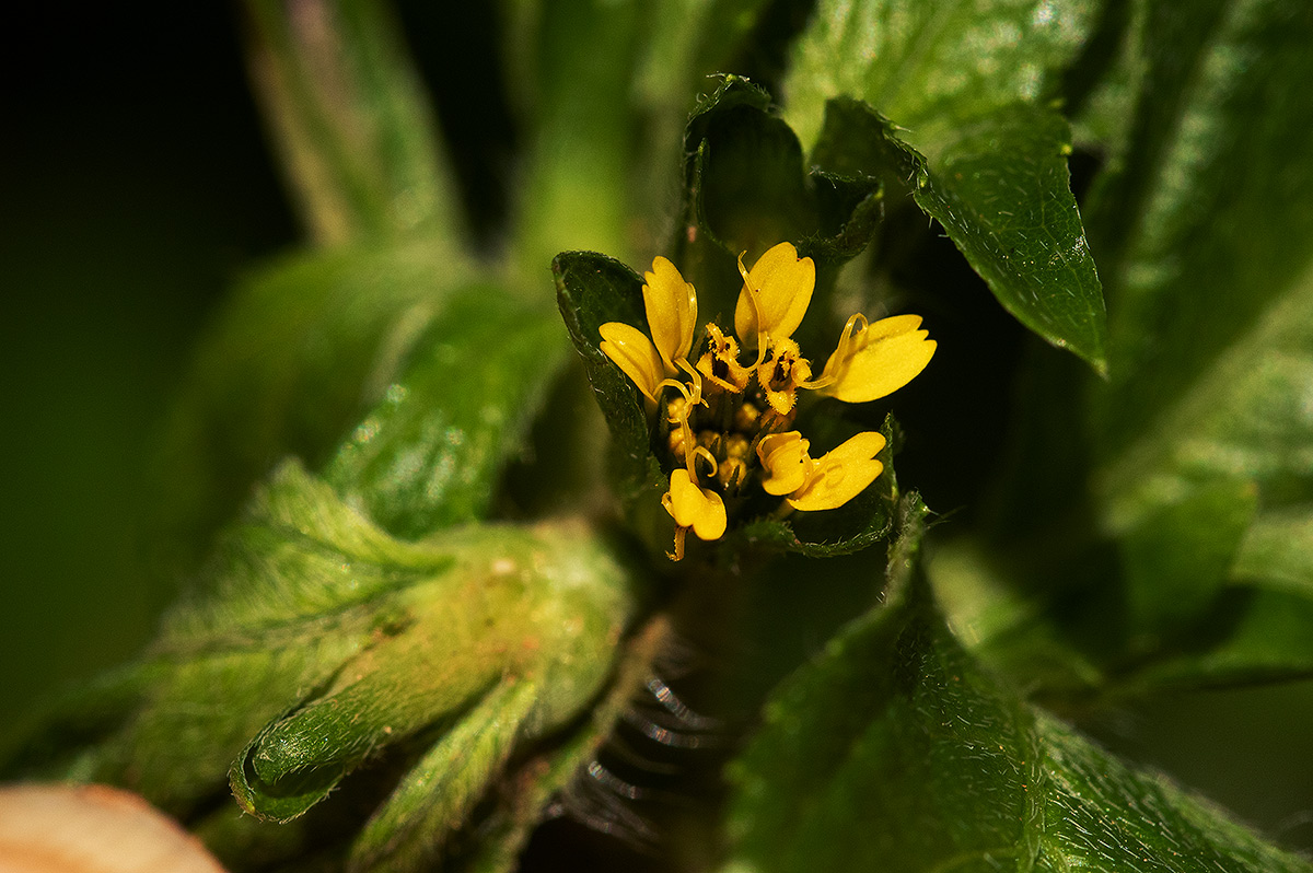 Sclerocarpus africanus