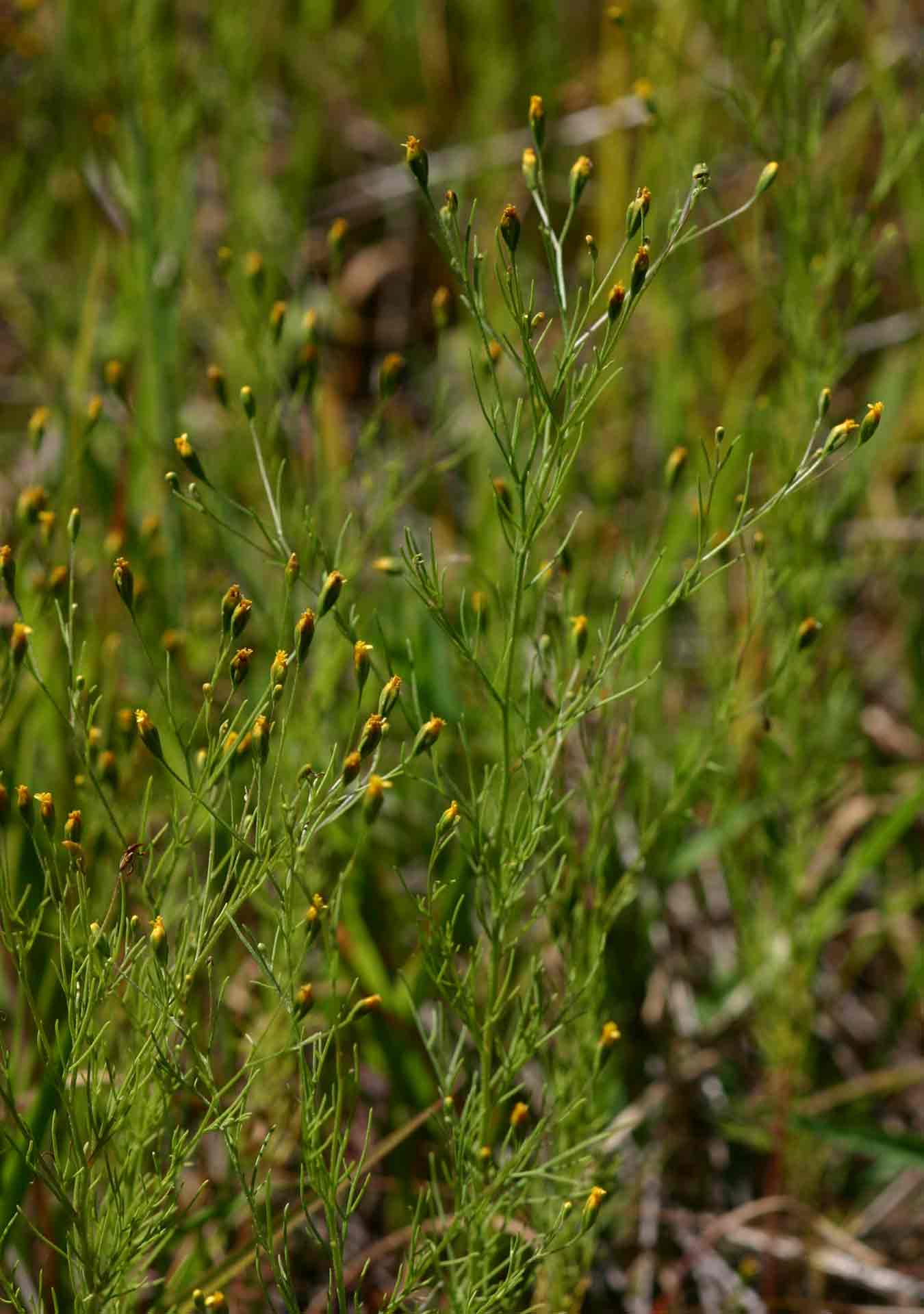 Schkuhria pinnata