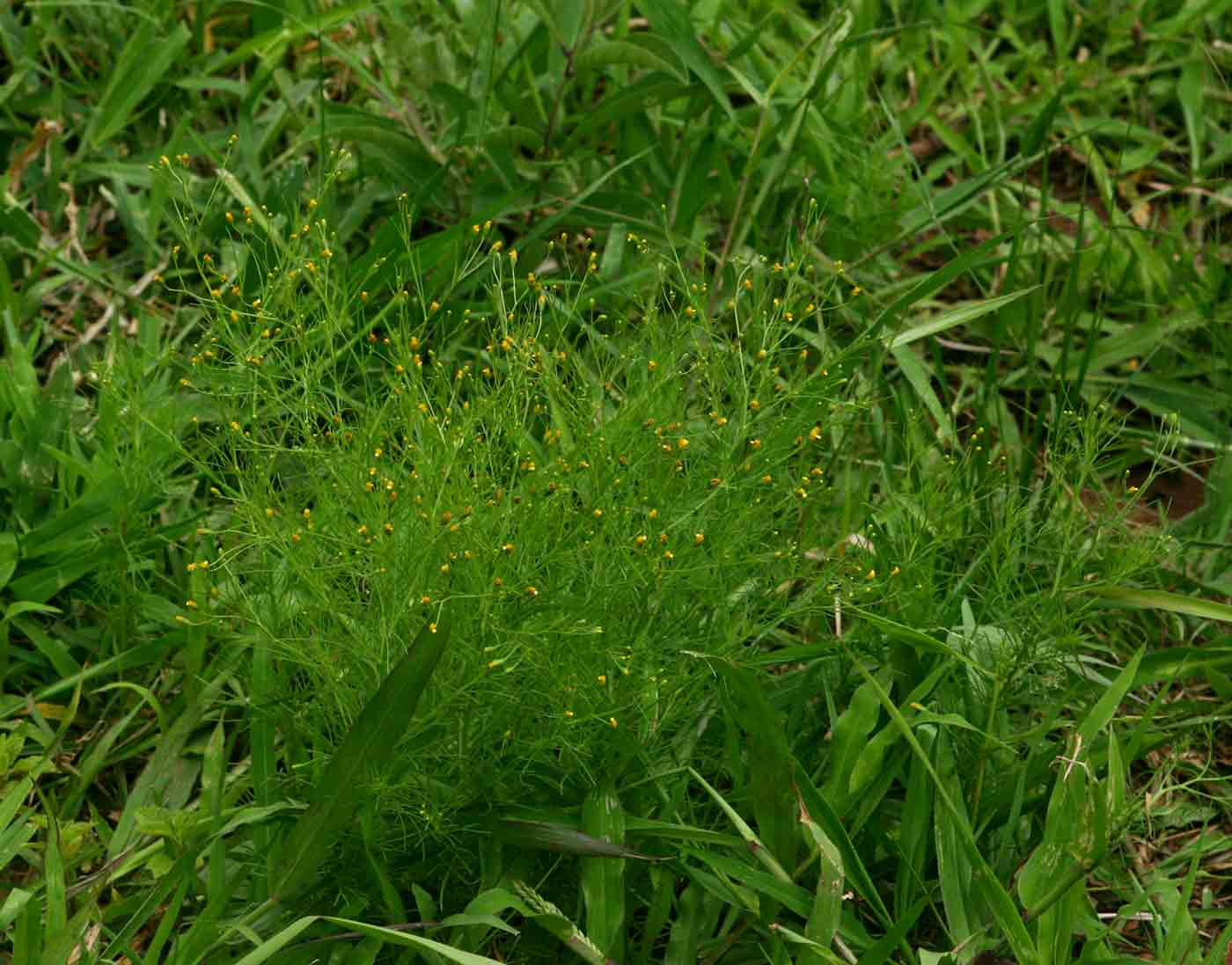 Schkuhria pinnata