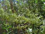 Artemisia afra