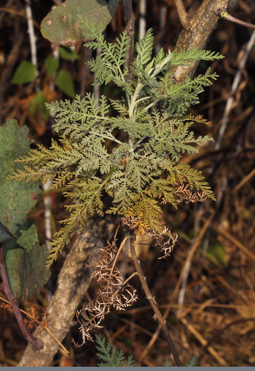 Artemisia afra