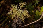 Artemisia afra