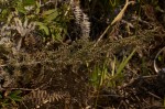 Artemisia afra