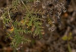 Artemisia afra