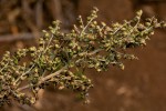 Artemisia afra