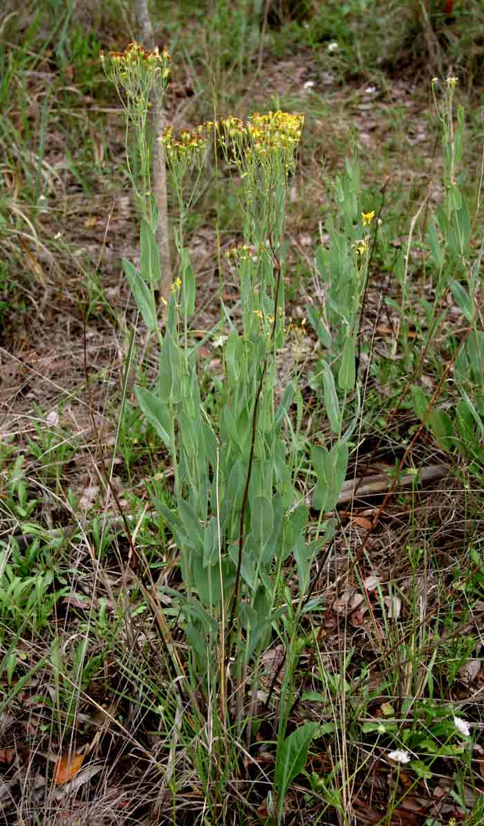Senecio venosus