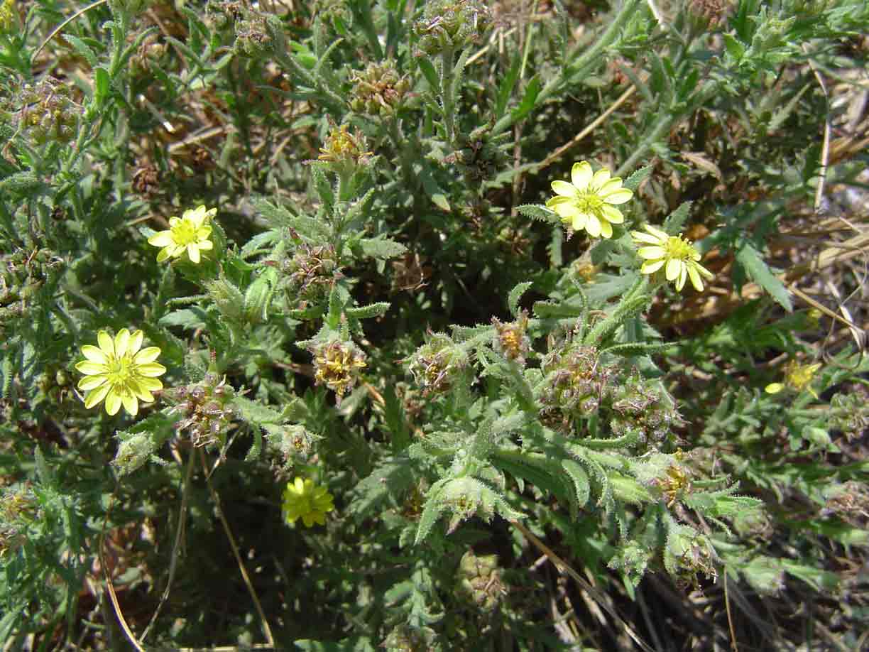 Osteospermum muricatum subsp. muricatum