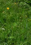 Berkheya radula
