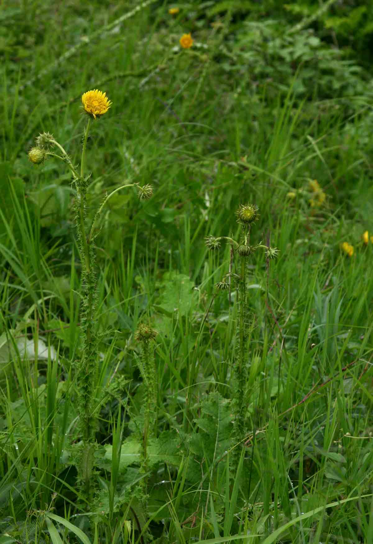 Berkheya radula