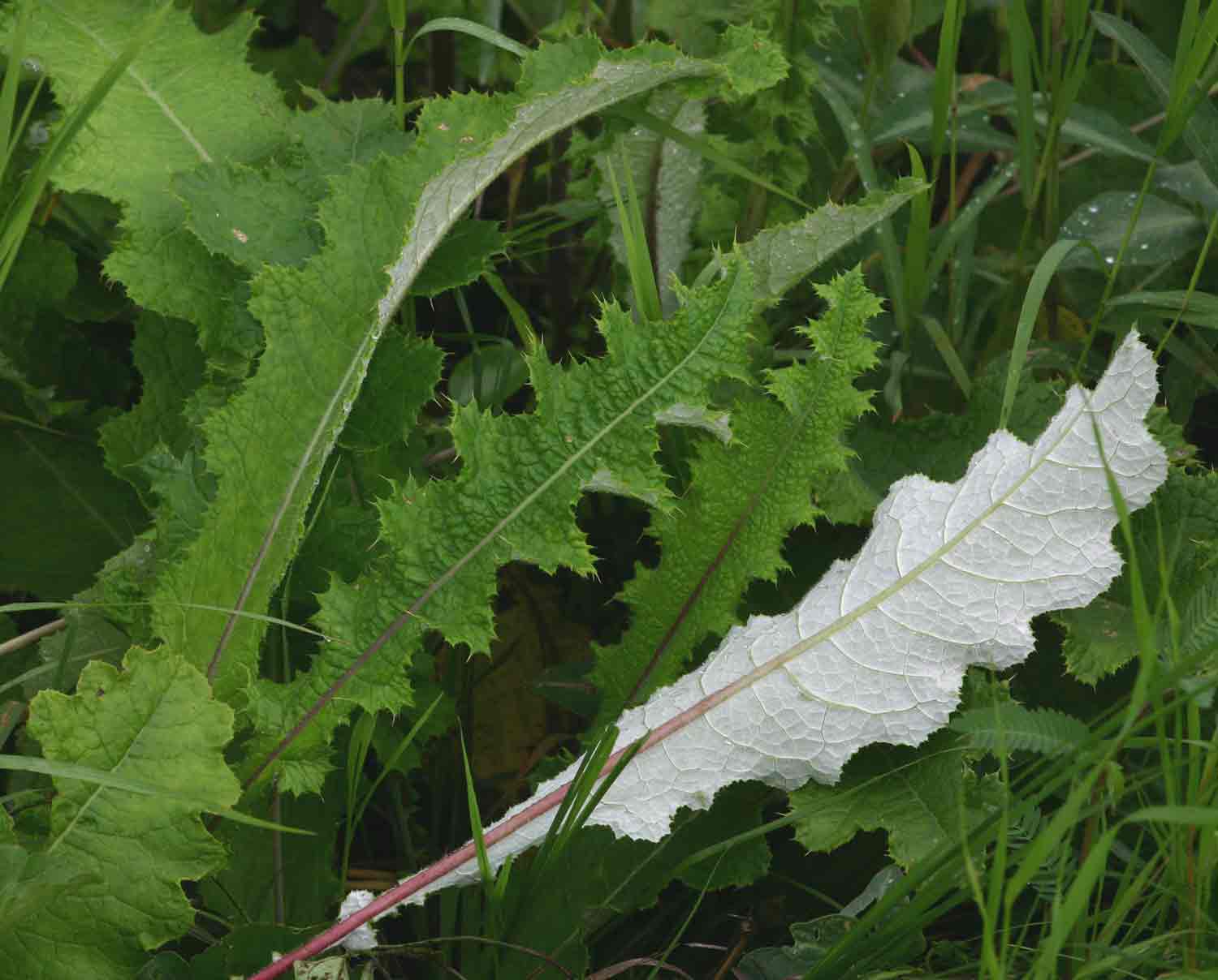 Berkheya radula