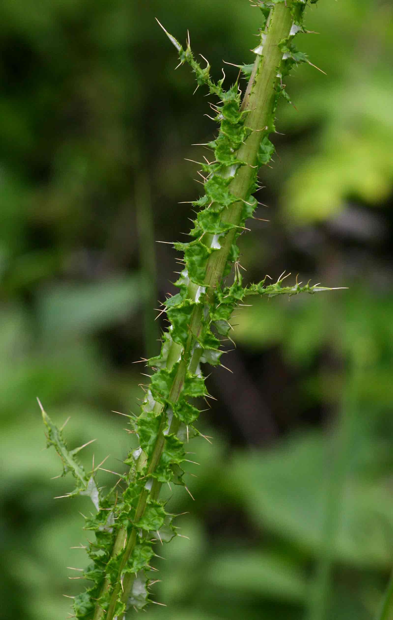 Berkheya radula