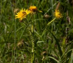 Berkheya radula