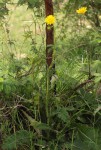 Berkheya radula