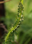 Berkheya radula