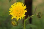 Berkheya radula